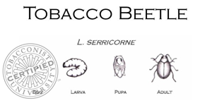 Tobacco Beetle